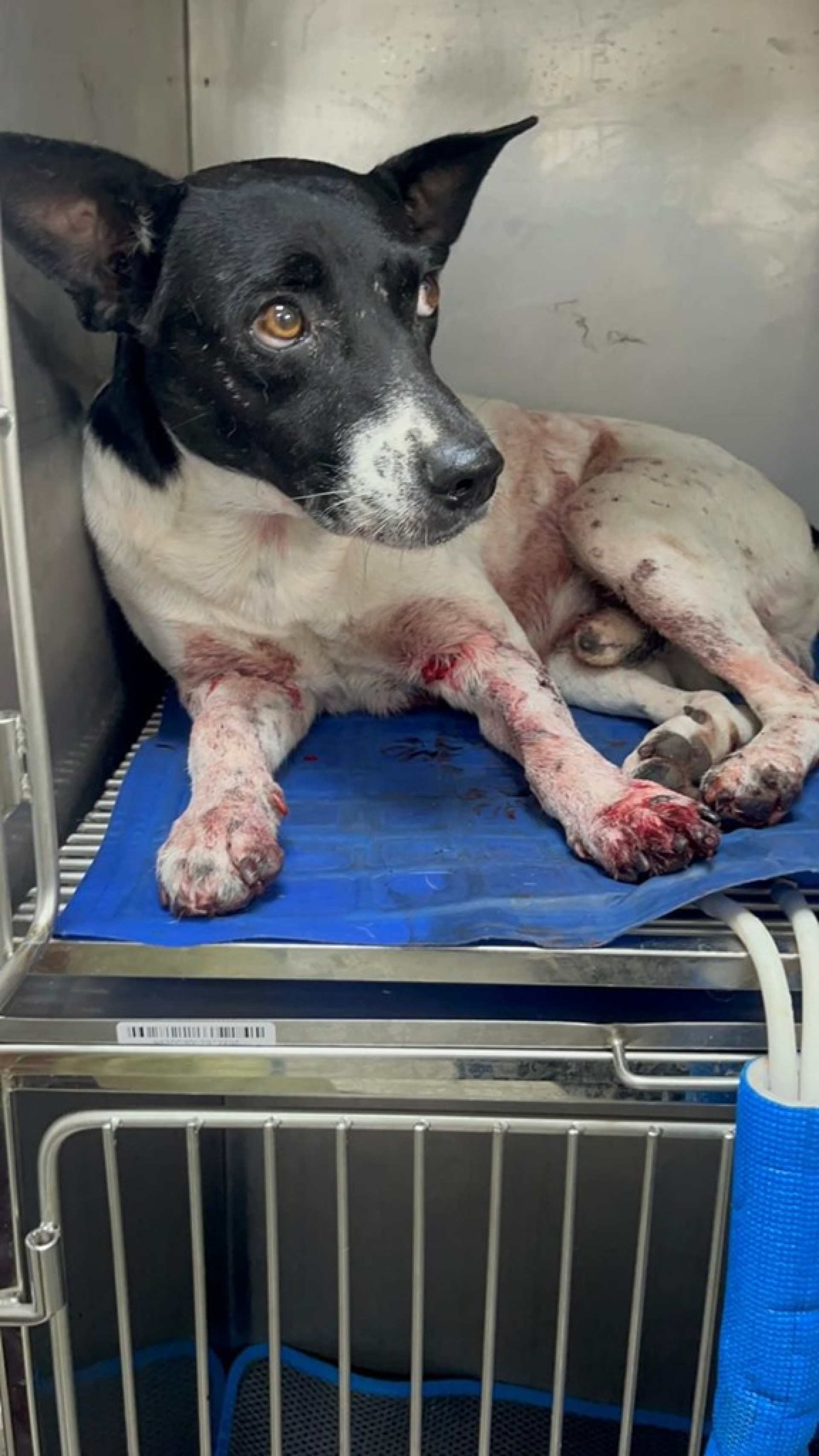 Cachorro é baleado quatro vezes em comunidade na Zona Norte