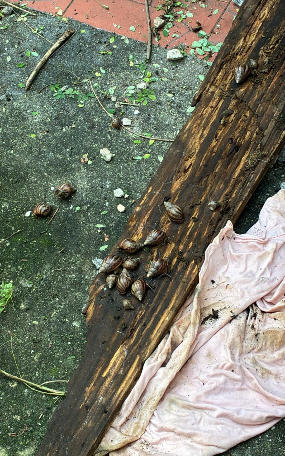 Infestação de caramujos africanos em casa de umbanda na Pavuna - Arquivo Pessoal