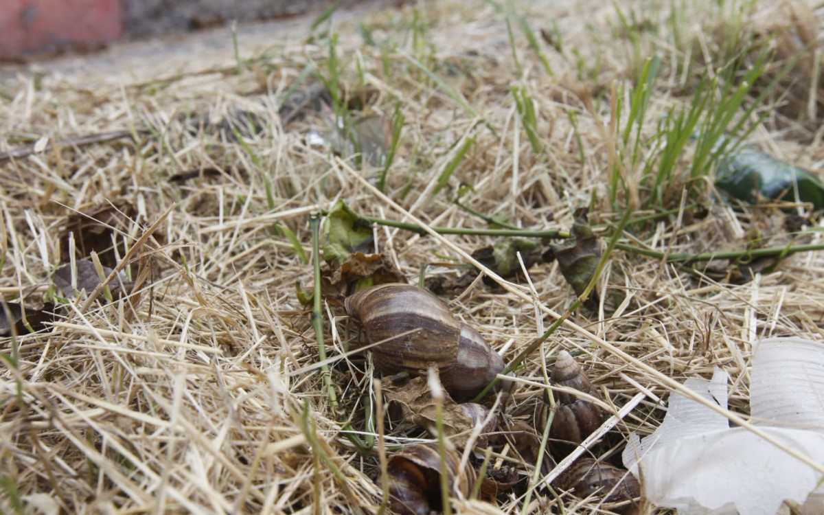 Equipe do DIA encontrou caramujos africanos próximo ao muro das casas - Reginaldo Pimenta/Agência O DIA
