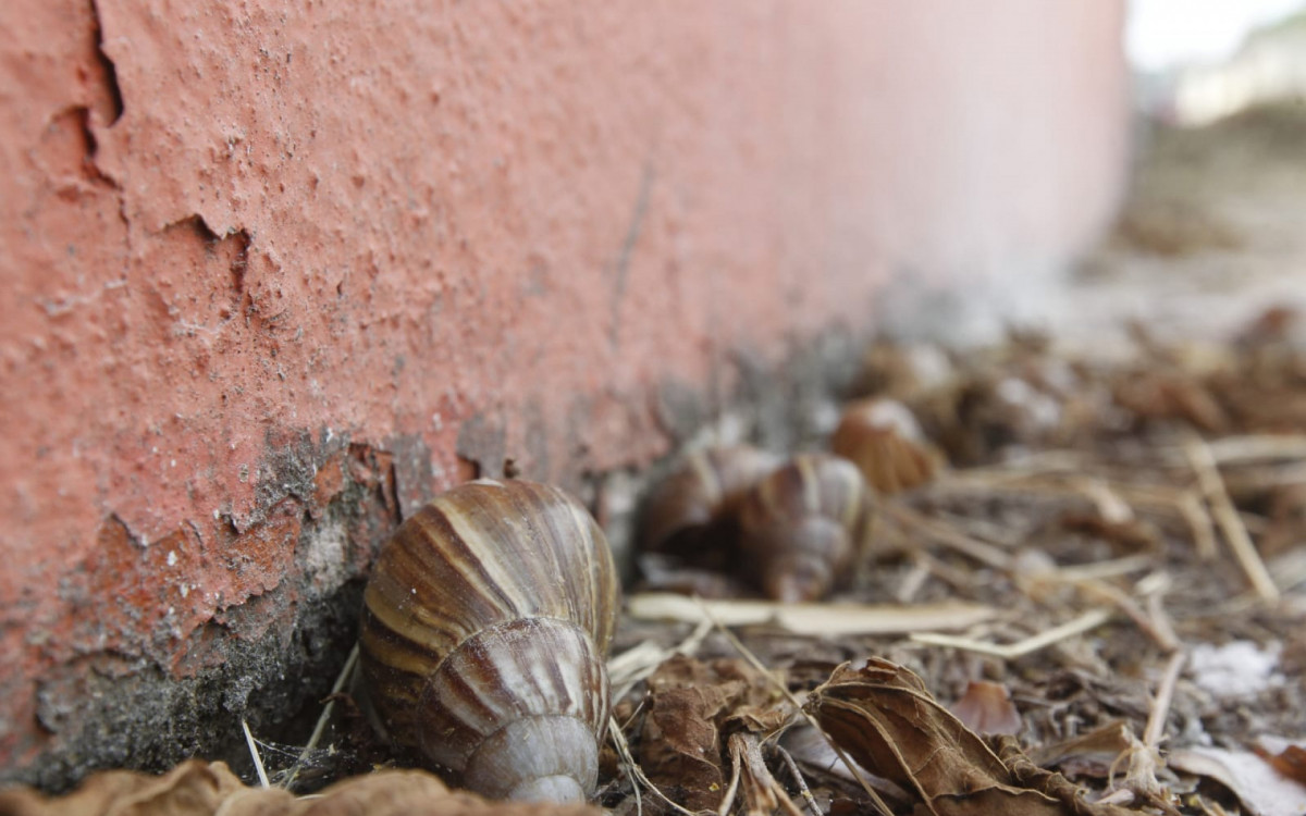 Equipe do DIA encontrou caramujos africanos próximo ao muro das casas - Reginaldo Pimenta/Agência O DIA