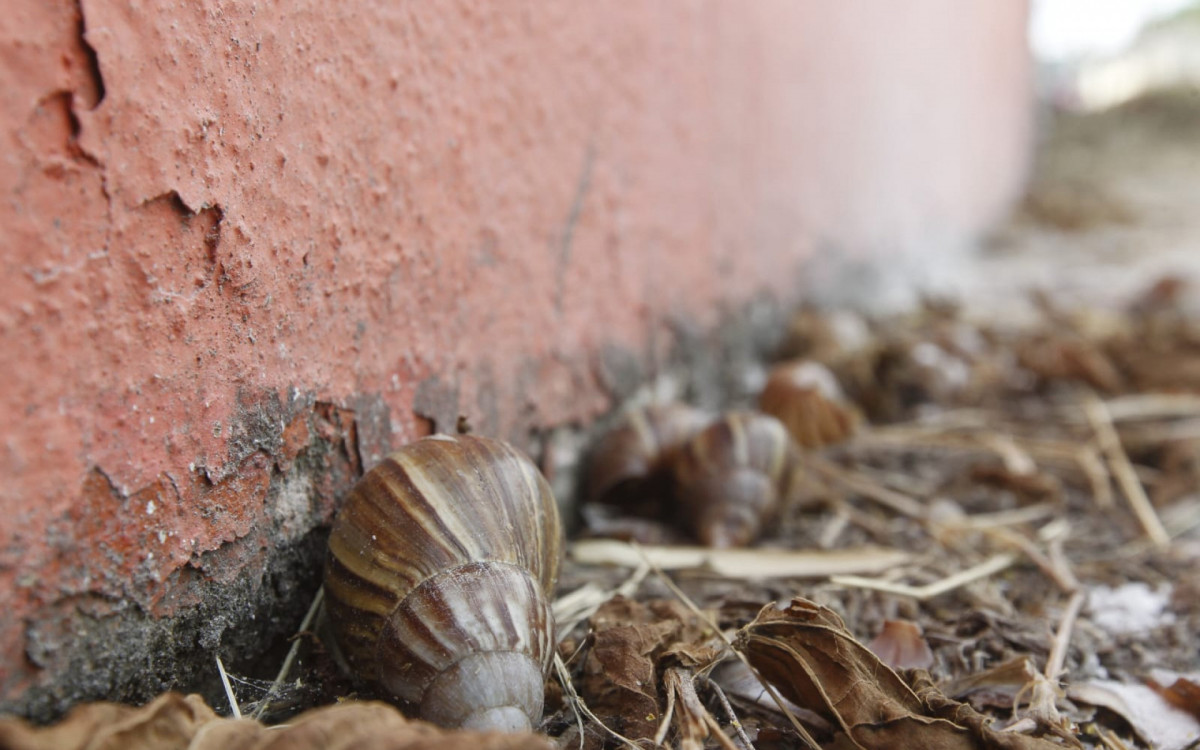 Equipe do DIA encontrou caramujos africanos próximo ao muro das casas - Reginaldo Pimenta/Agência O DIA