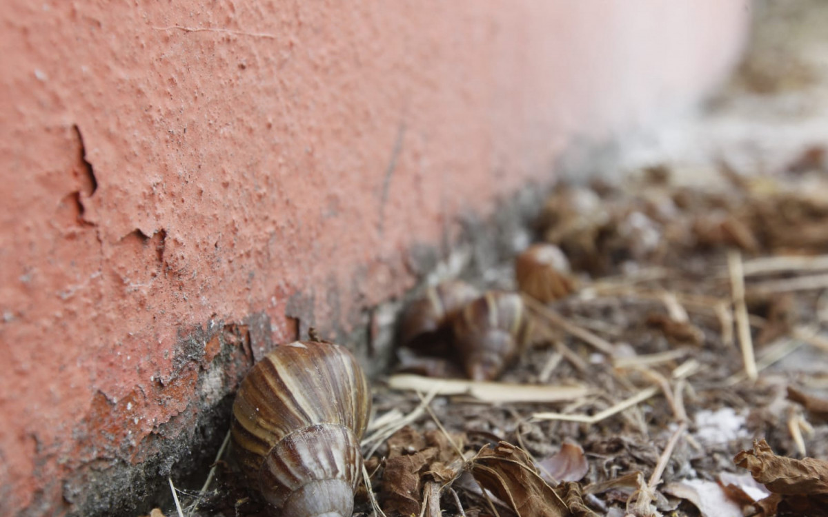 Equipe do DIA encontrou caramujos africanos próximo ao muro das casas - Reginaldo Pimenta/Agência O DIA