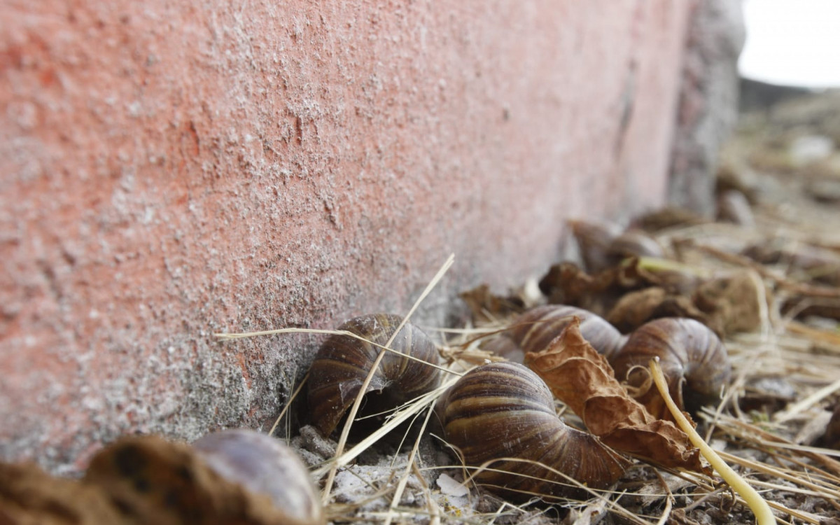 Equipe do DIA encontrou caramujos africanos próximo ao muro das casas - Reginaldo Pimenta/Agência O DIA