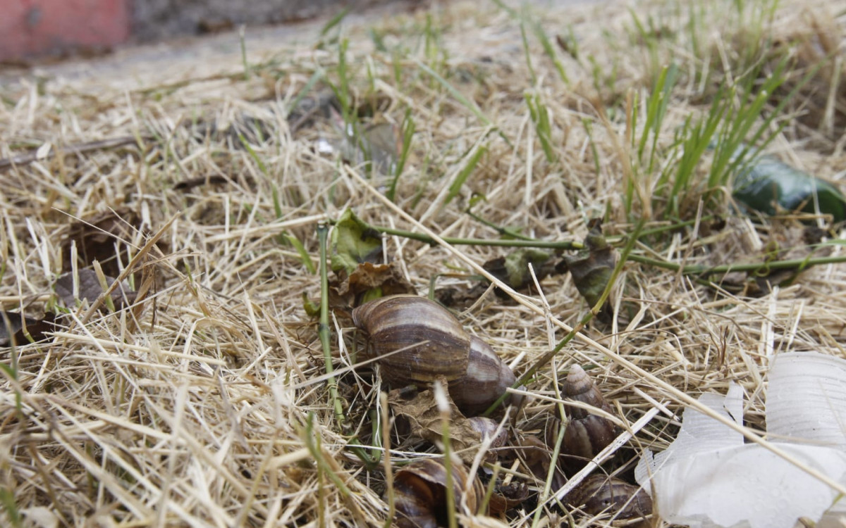 Equipe do DIA encontrou caramujos africanos próximo ao muro das casas - Reginaldo Pimenta/Agência O DIA