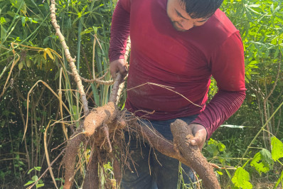 Agricultura familiar faz de Japeri referência na produção de aipim