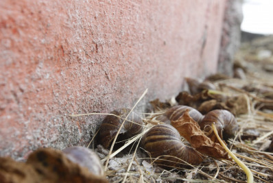 Moradores denunciam infestação de caramujos africanos em vila na Pavuna