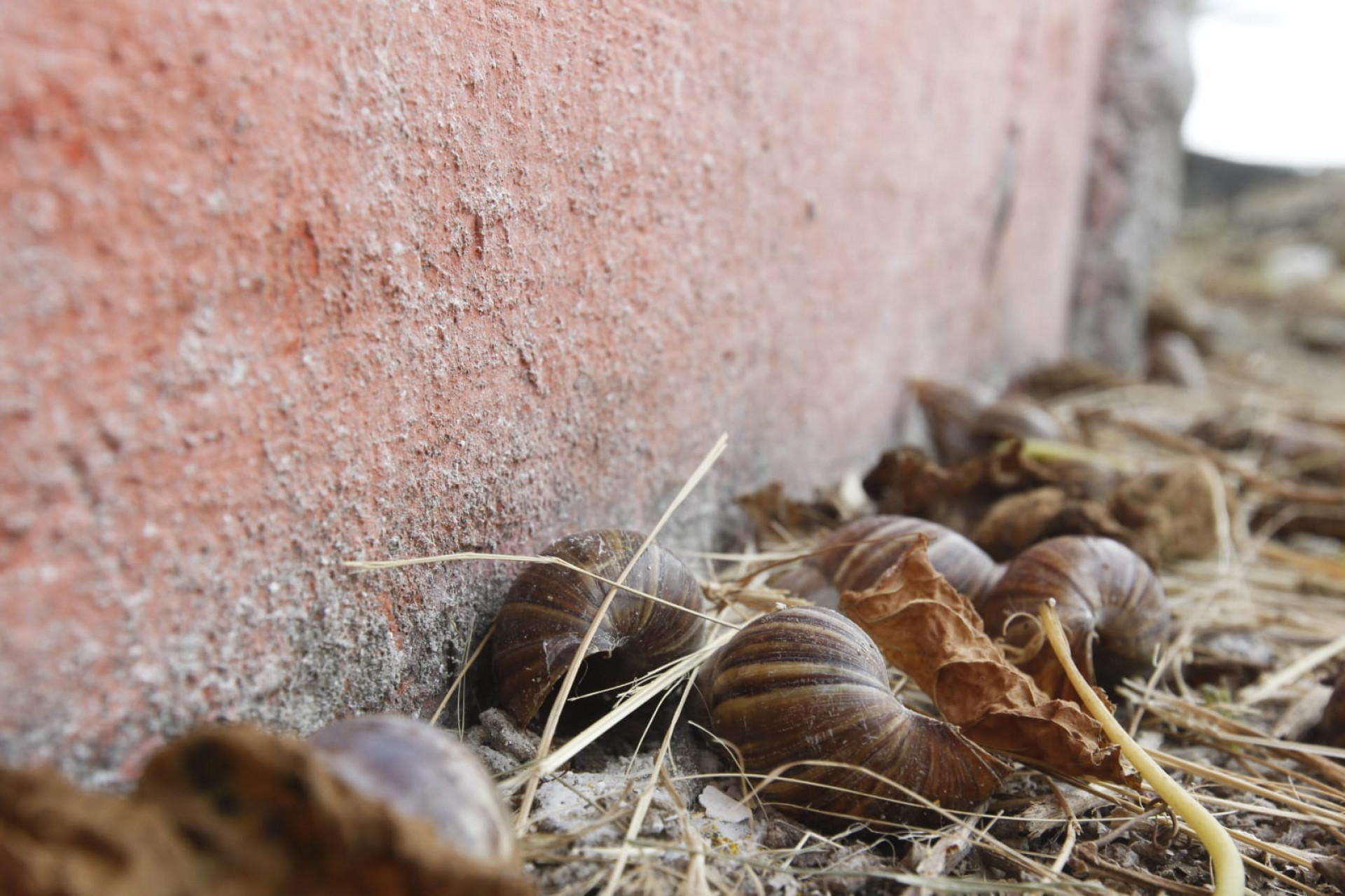 Moradores denunciam infestação de caramujos africanos em vila na Pavuna