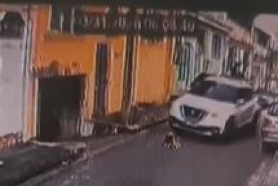 Cachorro é atropelado e morto na Pavuna