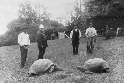 Morre Jonathan, animal terrestre mais velho do mundo com quase 200 anos