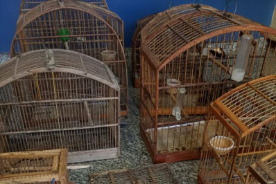 Grupamento Ambiental de Quatis apreende pássaros silvestres e materiais de caça ilegal após denúncia