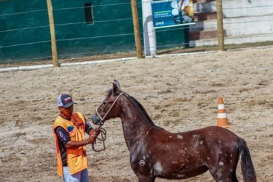 Barra do Piraí recebe Exposição Regional do Mangalarga Marchador com entrada gratuita