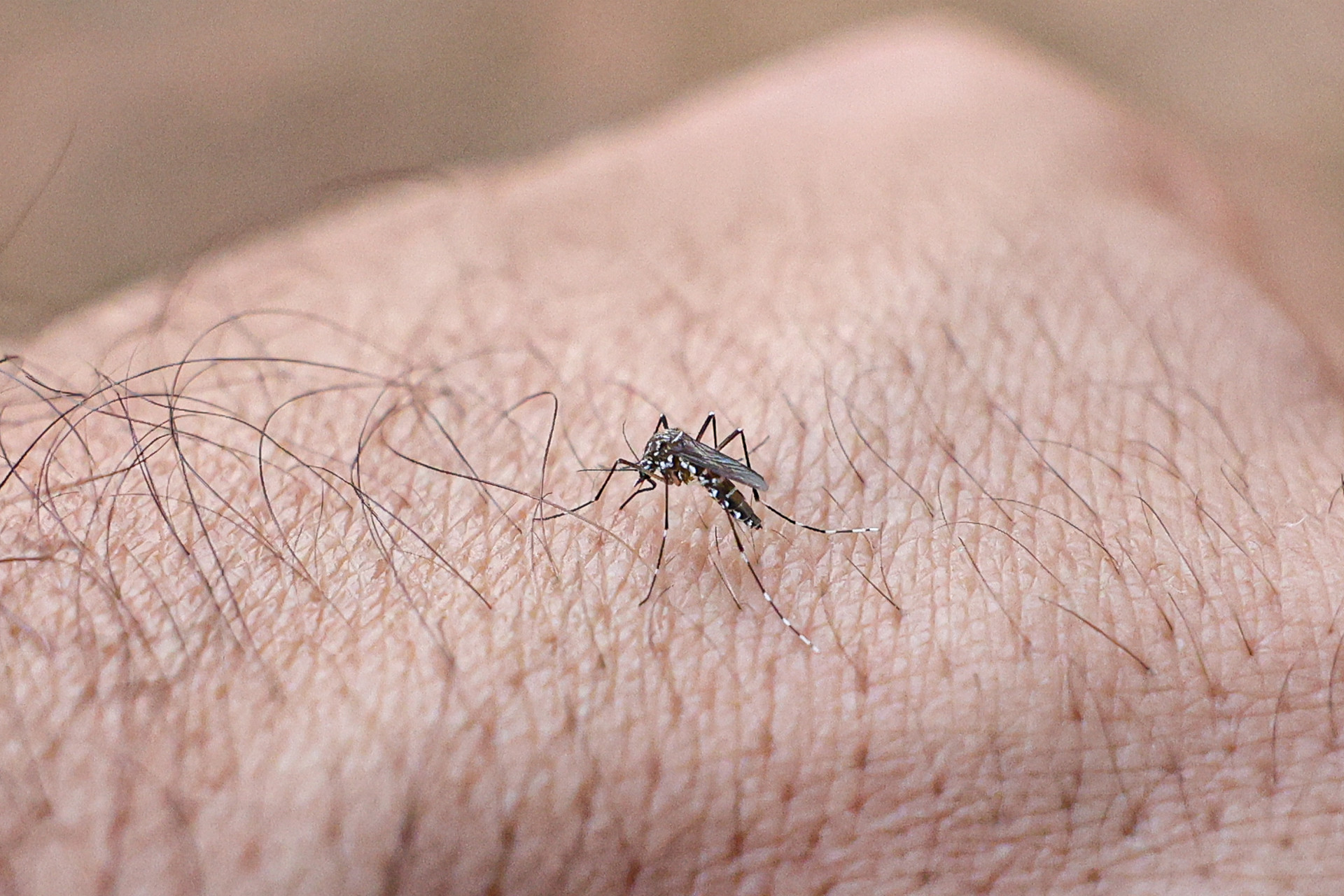 Rio registra aumento no número de casos de chikungunya