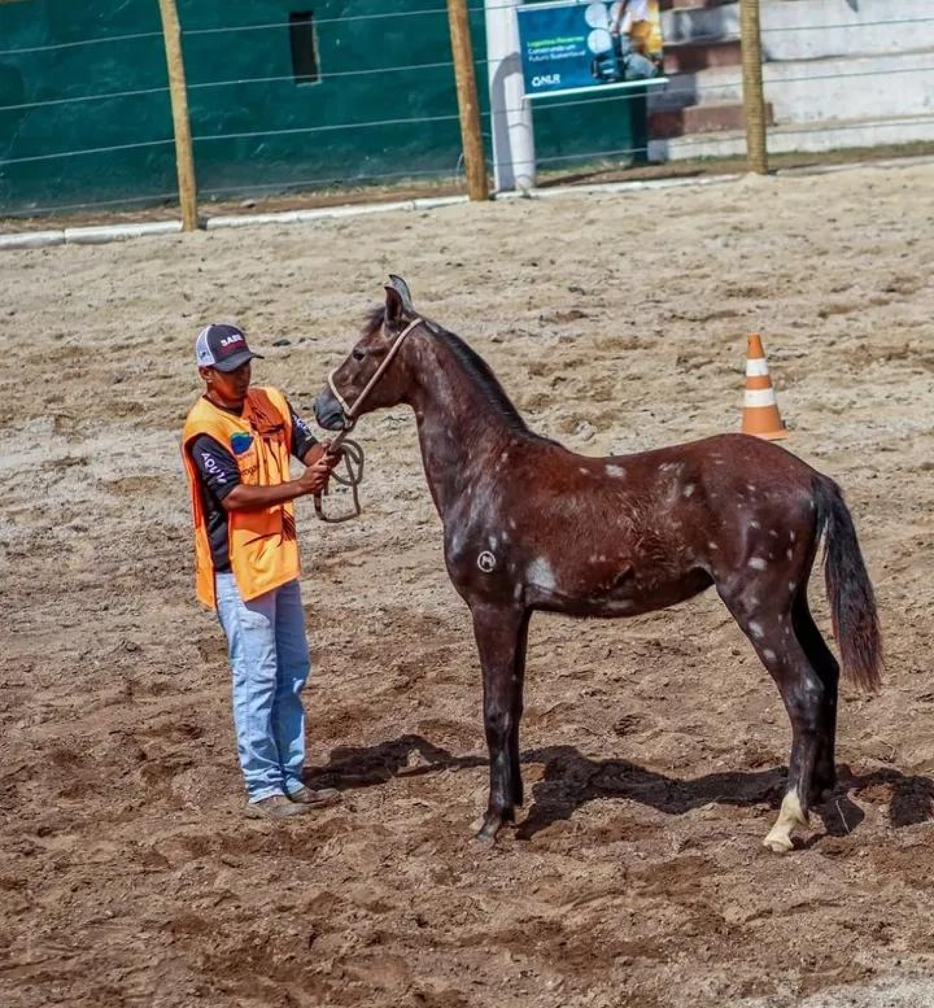 Barra do Piraí recebe Exposição Regional do Mangalarga Marchador com entrada gratuita