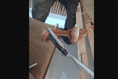 Jiboia é encontrada e mobiliza Guarda Ambiental em Arraial do Cabo