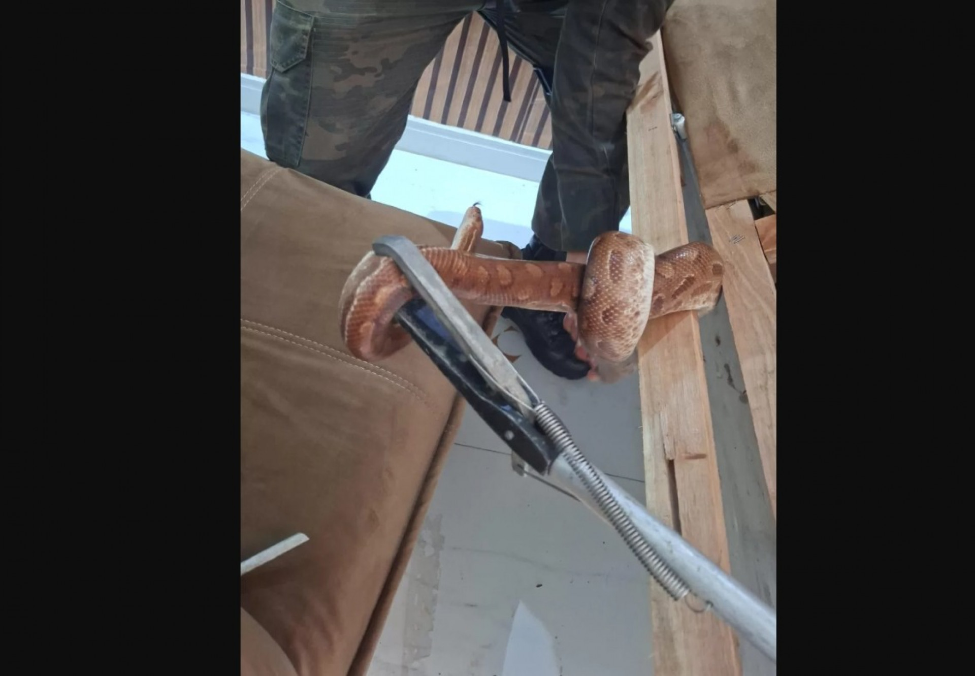 Jiboia é encontrada e mobiliza Guarda Ambiental em Arraial do Cabo