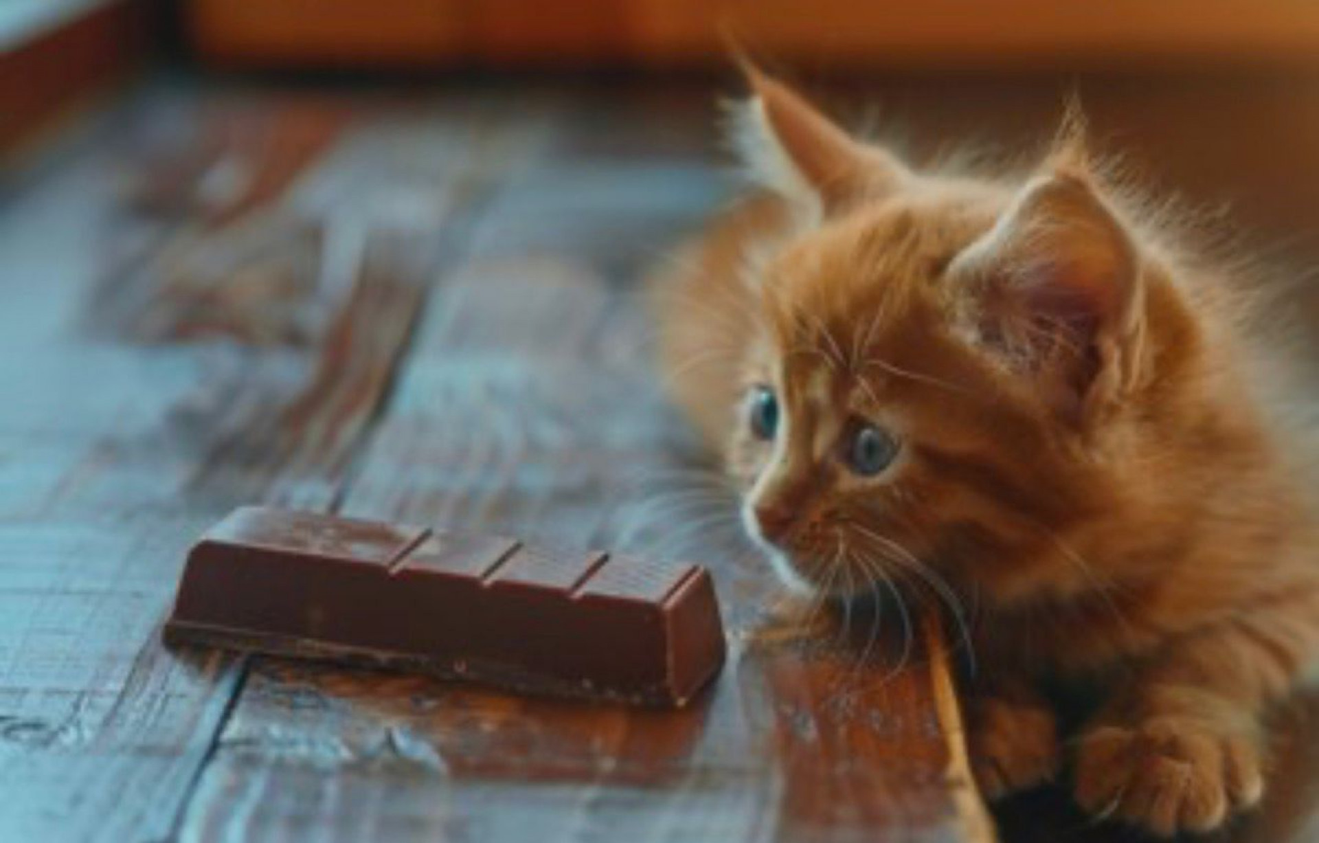 Chocolate pode matar: Páscoa exige atenção redobrada com pets