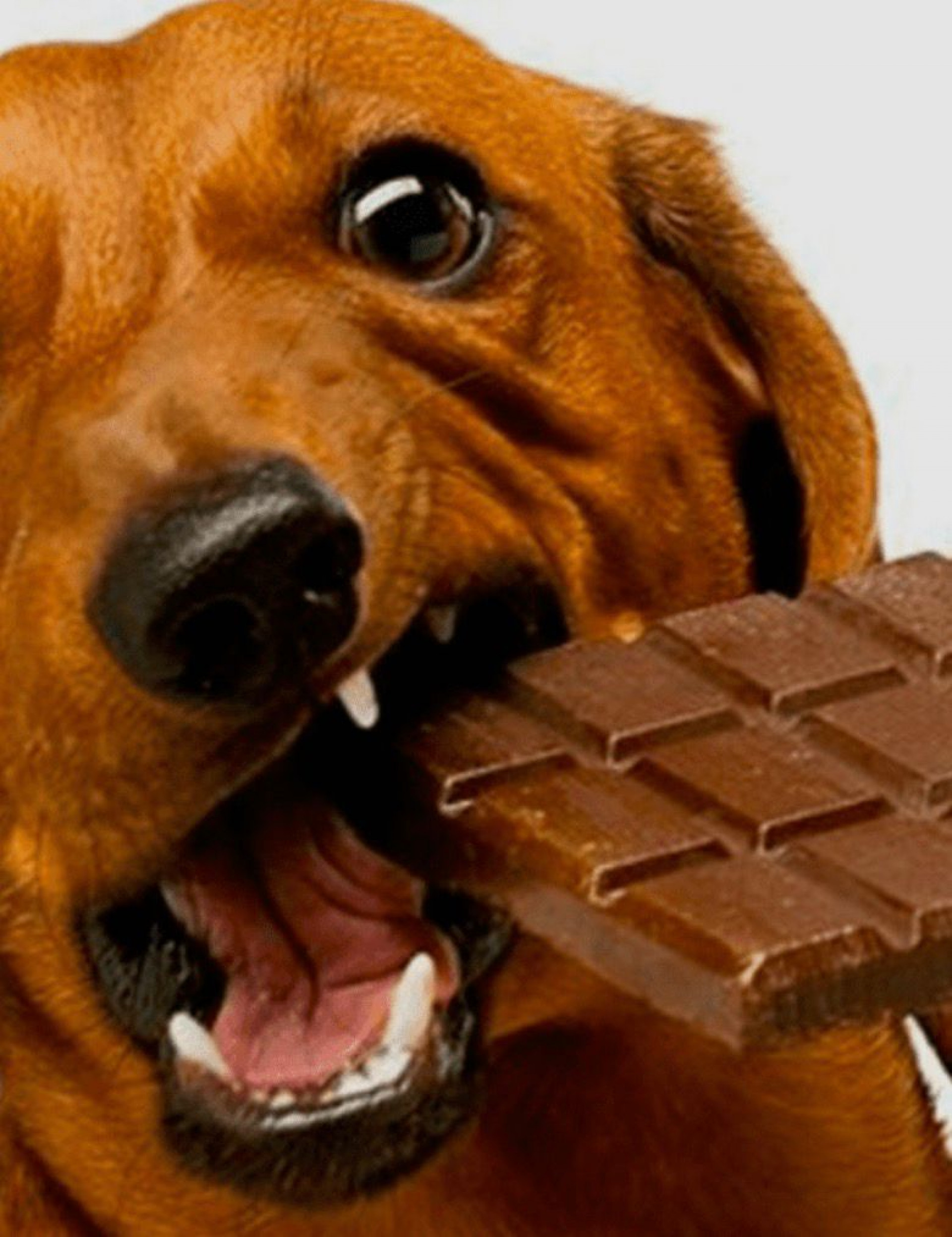 A ingestão de chocolate está entre as principais causas de intoxicação atendidas na rotina veterinária - Freela