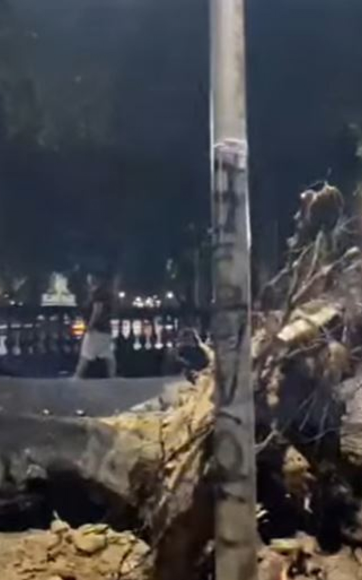 Queda de árvore na Glória, na Zona Sul - Rede Social