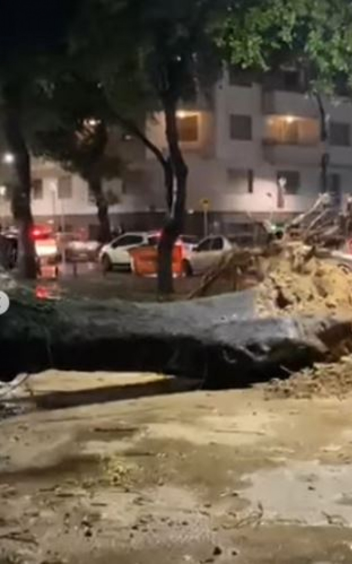 Queda de árvore na Glória, na Zona Sul - Rede Social