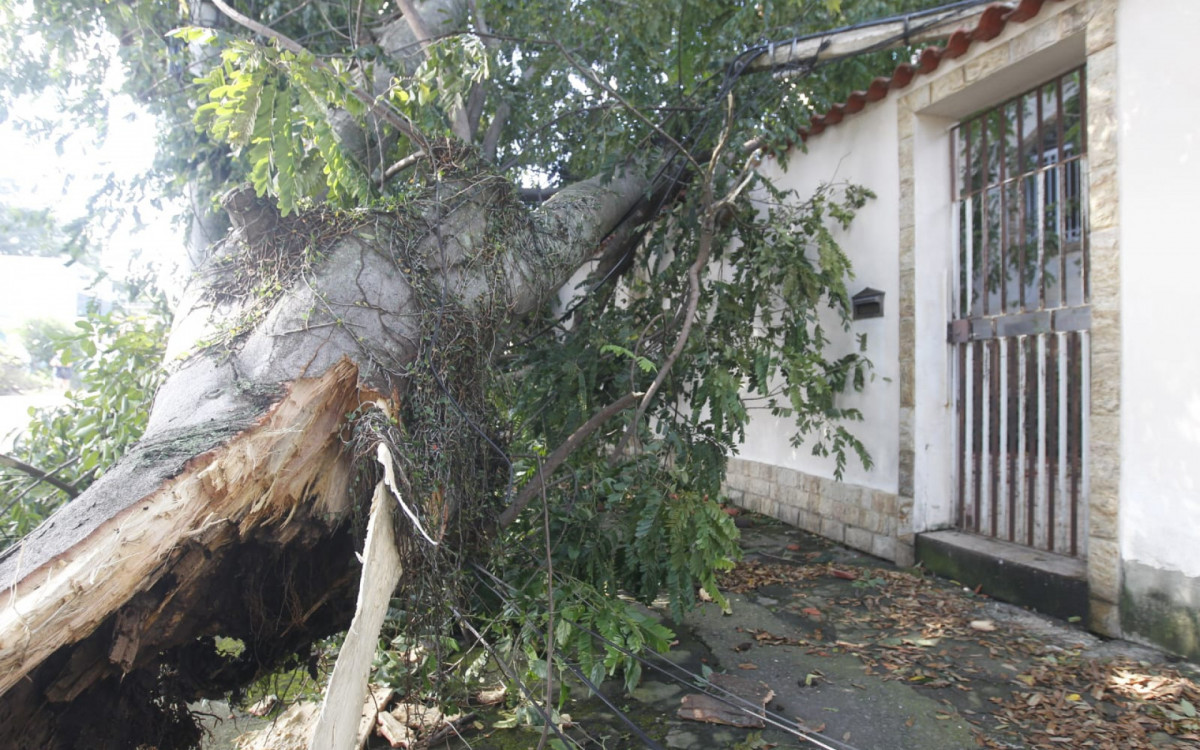 Árvore que caiu em cima de casa em Marechal Hermes