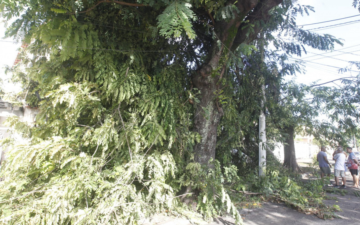 Árvore que caiu em cima de casa em Marechal Hermes