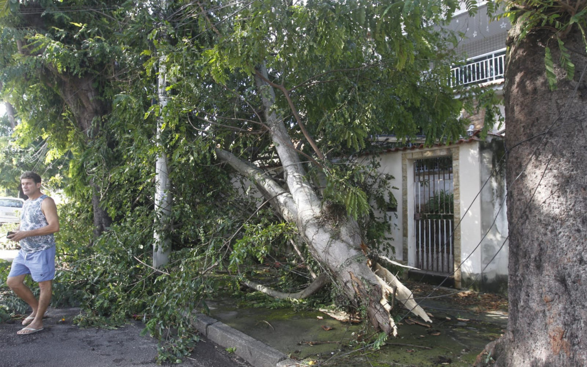 Árvore que caiu em cima de casa em Marechal Hermes