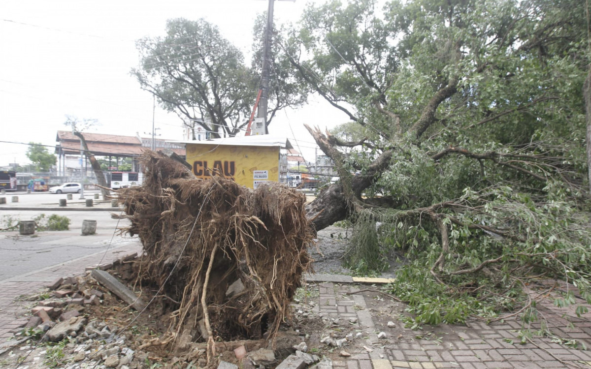Árvore que atingiu carro na Praça Montese, em Marechal Hermes