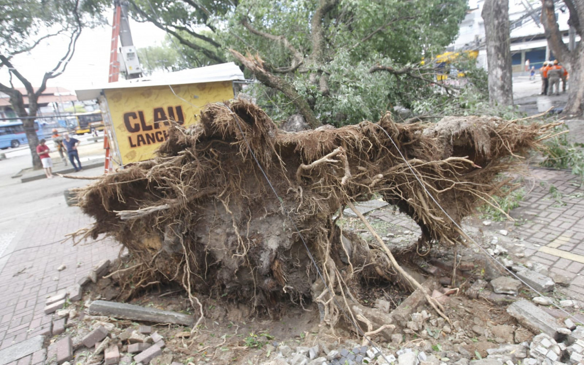 Árvore que atingiu carro na Praça Montese, em Marechal Hermes