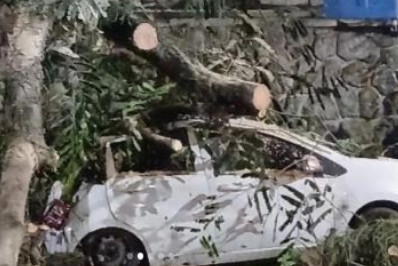 Temporal provoca mais de 20 quedas de árvores no Rio