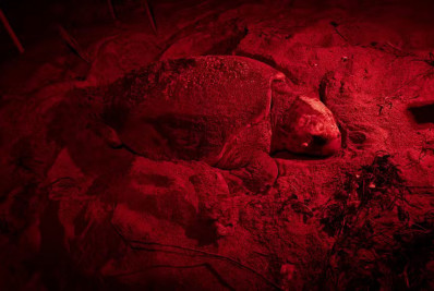 Vamos acompanhar a desova da Tartaruga Vovó?