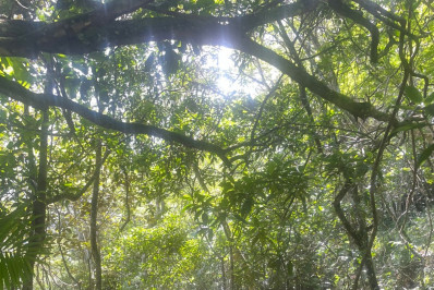 Homem é preso por tentativa de estupro na Ilha Grande