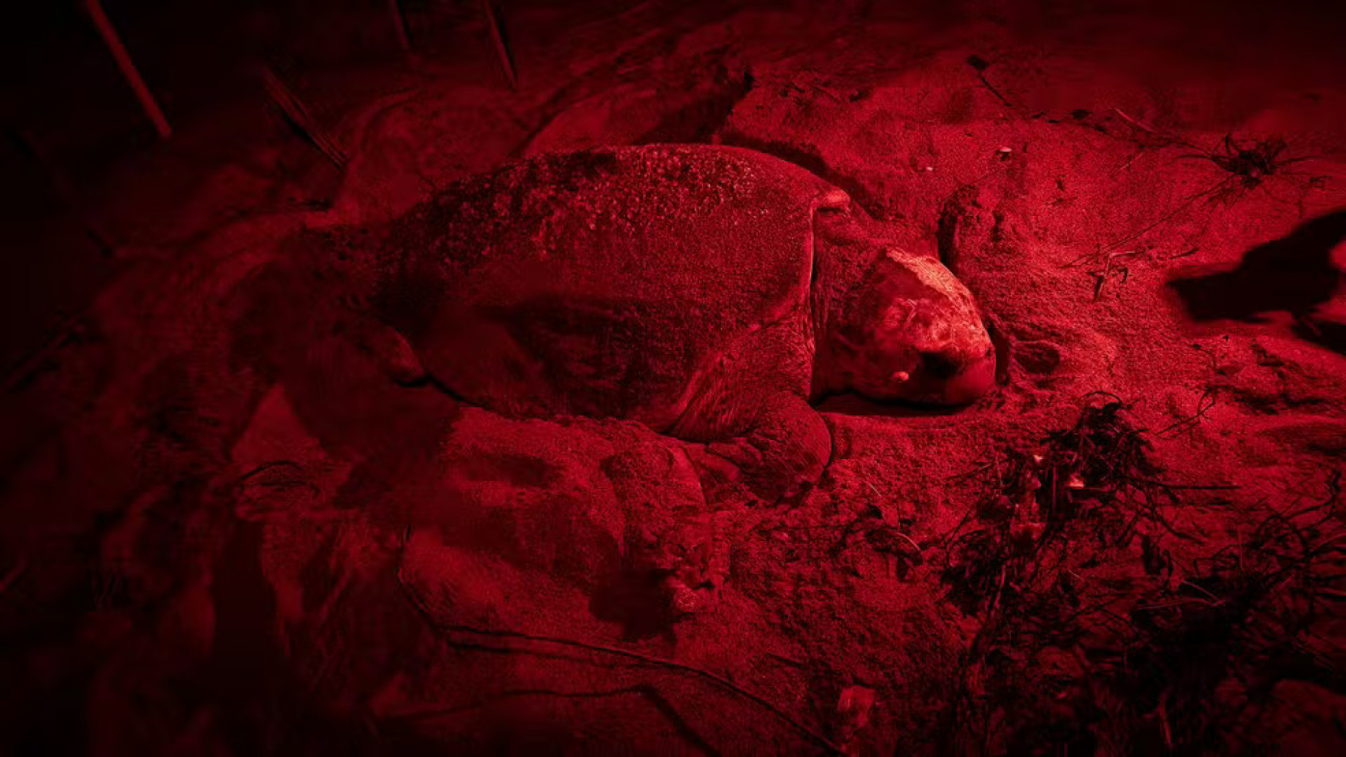 Vamos acompanhar a desova da Tartaruga Vovó?