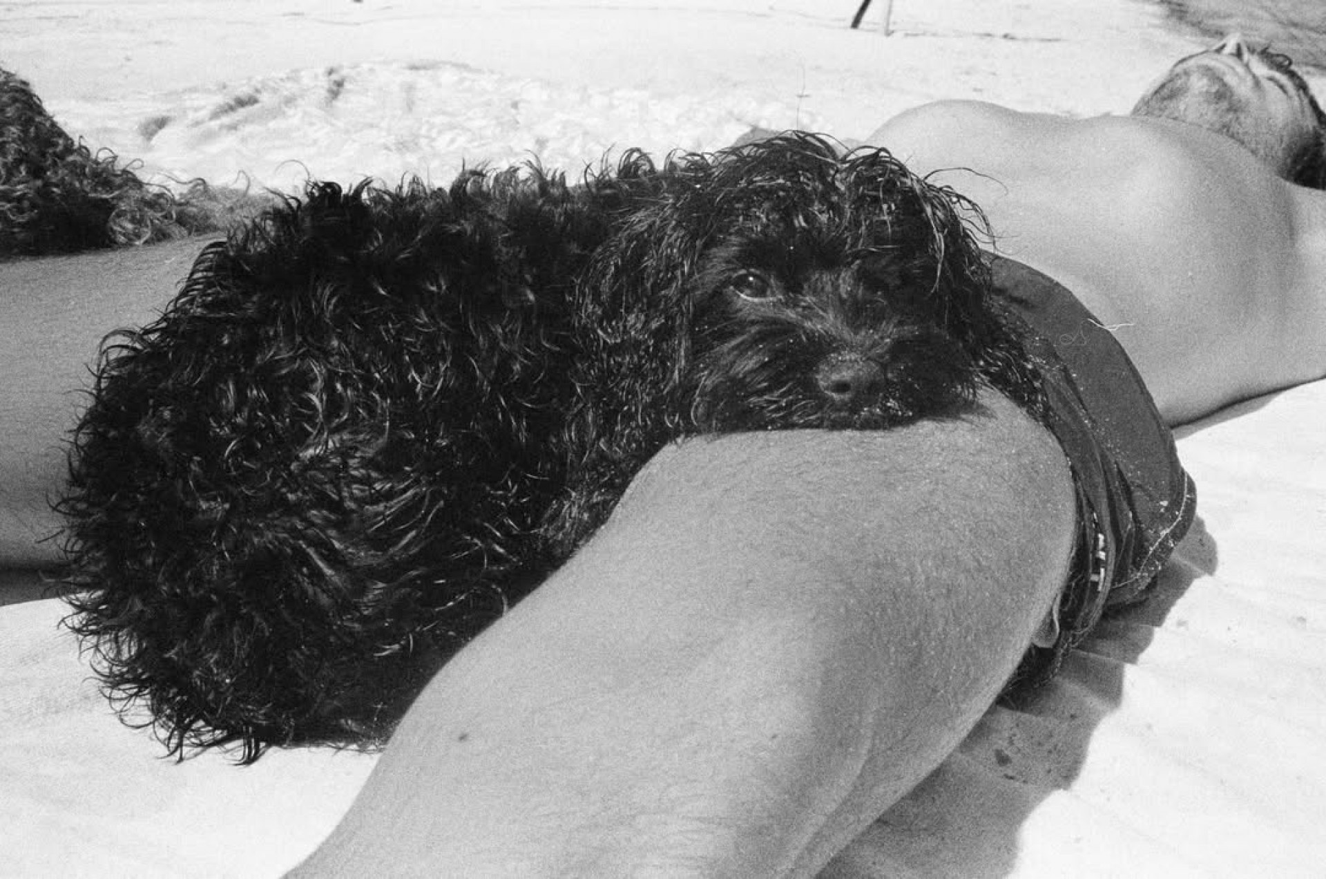 João Lucas e o cachorro de estimação do casal  - Reprodução/Instagram 