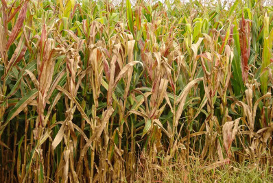 Praga provoca prejuízo de R$ 33,6 bilhões a agricultores por ano