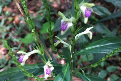 Planta que ficou mais de um século sem registros no RJ é vista em Petrópolis