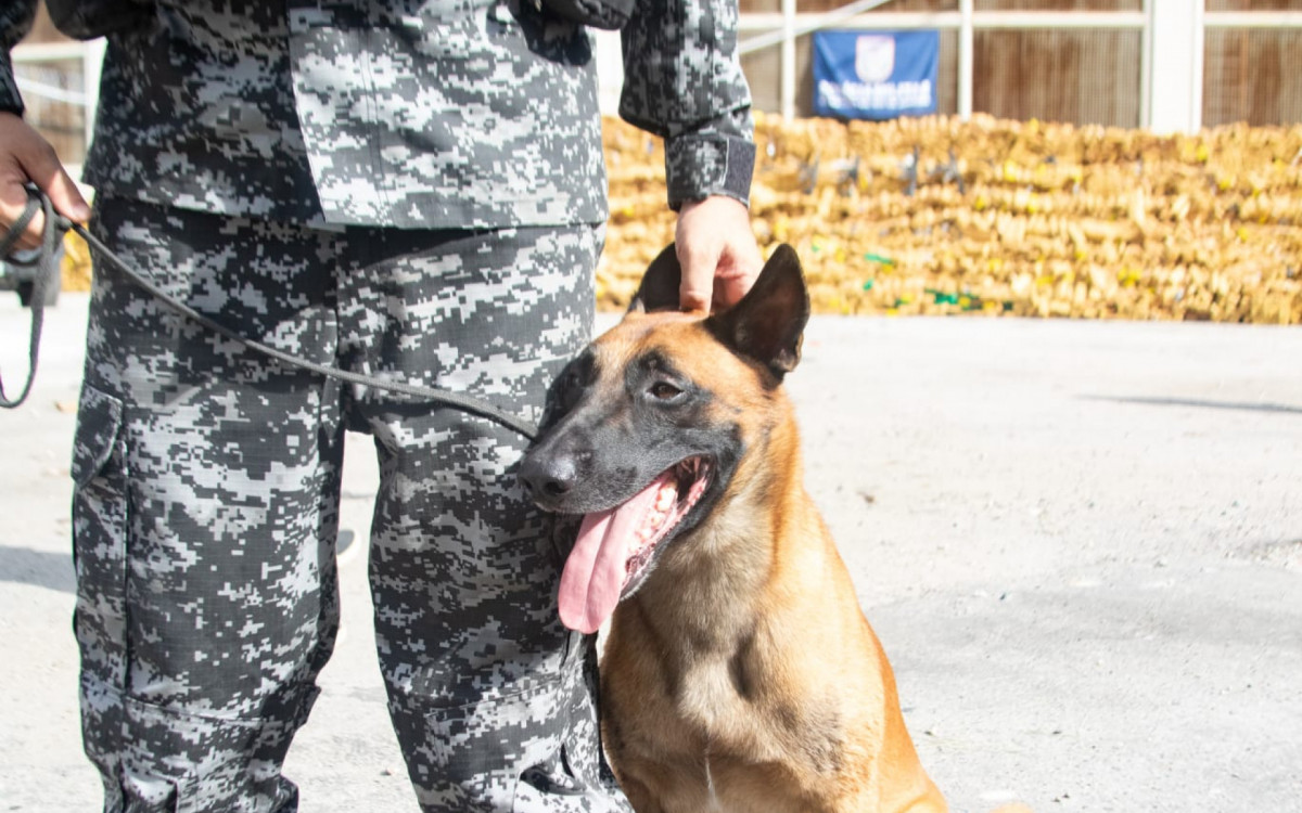 C&atilde;o Hulck, do BAC, encontrou as drogas em uma cisterna abandonada na Mar&eacute;