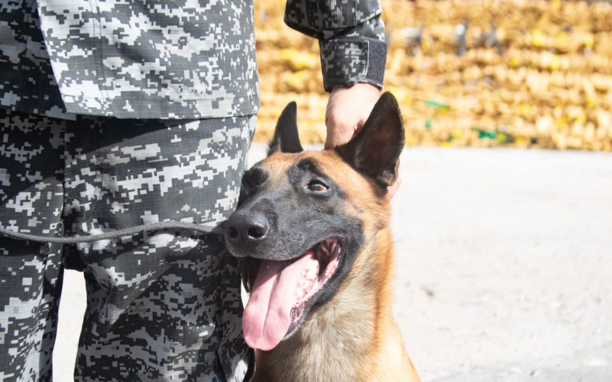 C&atilde;o Hulck, do BAC, encontrou as drogas em uma cisterna abandonada na Mar&eacute;