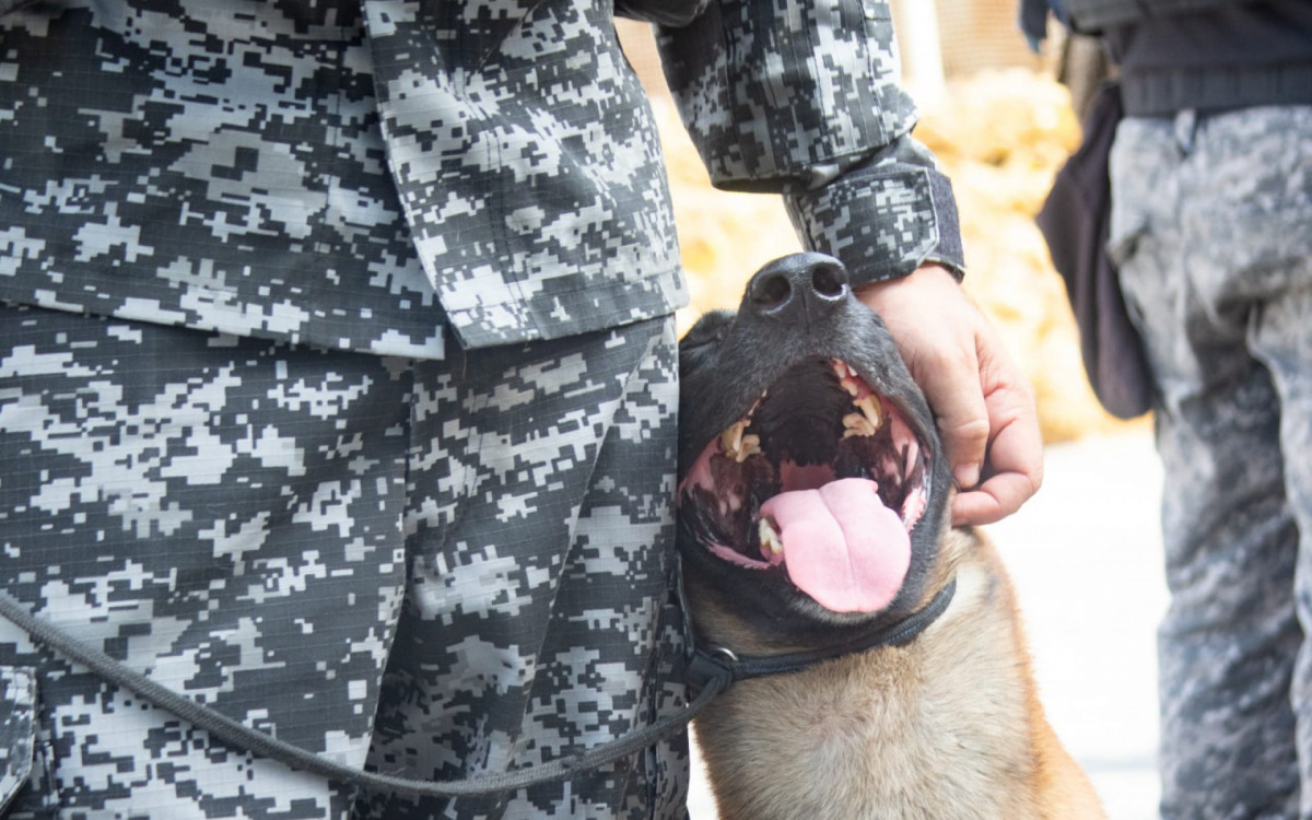 C&atilde;o Hulck, do BAC, encontrou as drogas em uma cisterna abandonada na Mar&eacute;