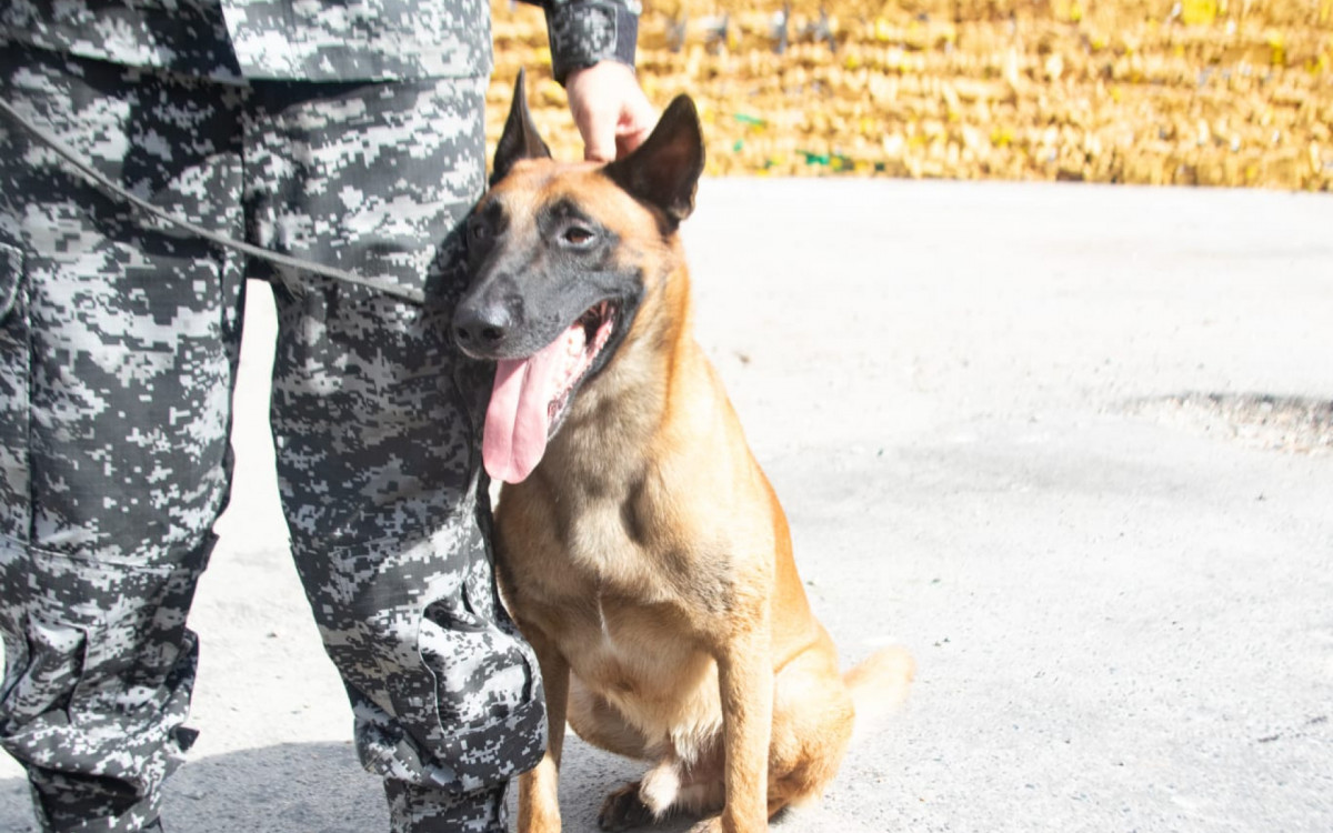 C&atilde;o Hulck, do BAC, encontrou as drogas em uma cisterna abandonada na Mar&eacute;