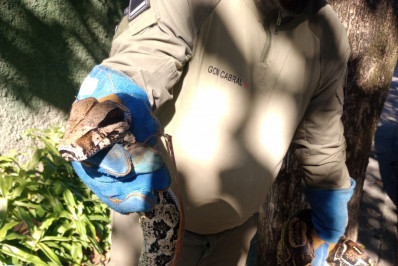 Guarda Ambiental resgata cobra de 2,5 metros na Região Oceânica de Niterói