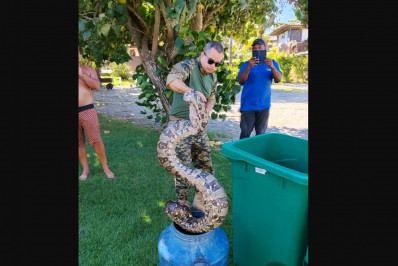 Guarda Ambiental resgata jibóia de mais de dois metros em Búzios