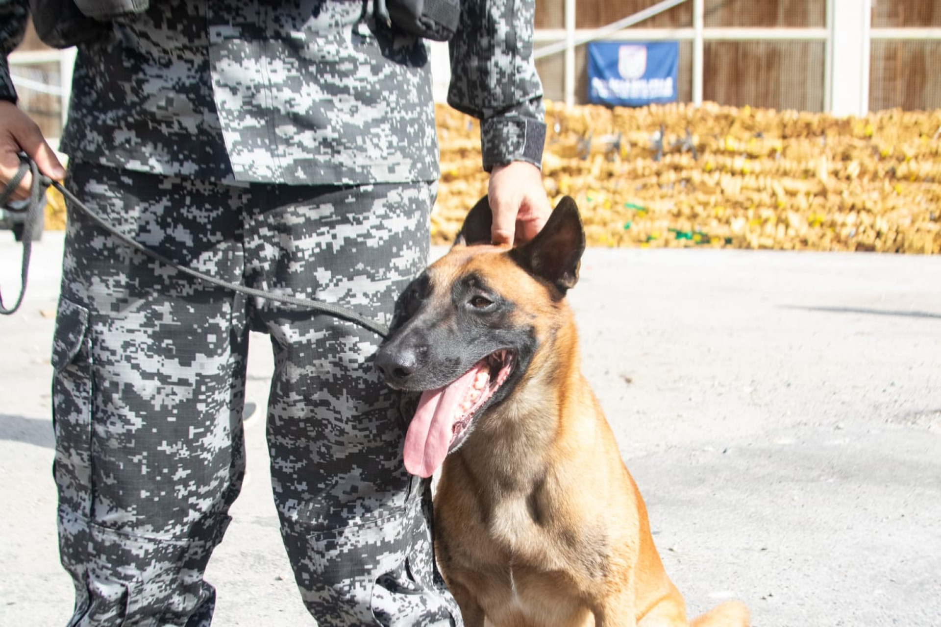 Cão Hulck, do BAC, encontrou as drogas em uma cisterna abandonada na Maré - Érica Martin / Agência O Dia
