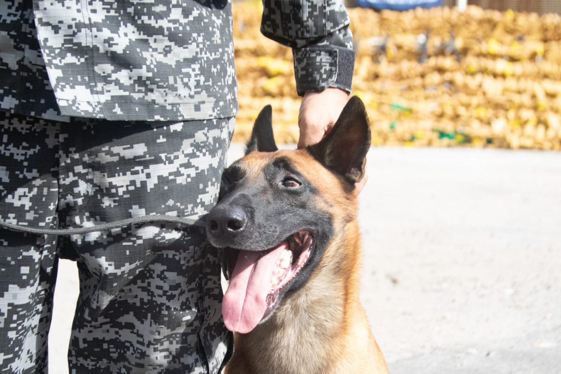 Cão Hulck, do BAC, encontrou as drogas em uma cisterna abandonada na Maré - Érica Martin / Agência O Dia