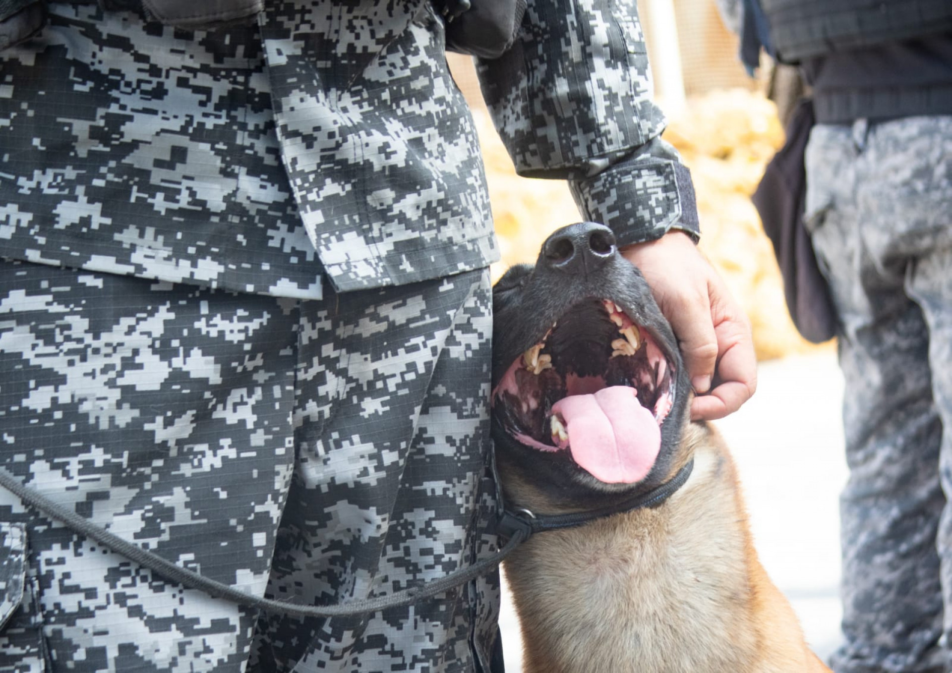 Cão Hulck, do BAC, encontrou as drogas em uma cisterna abandonada na Maré - Érica Martin / Agência O Dia