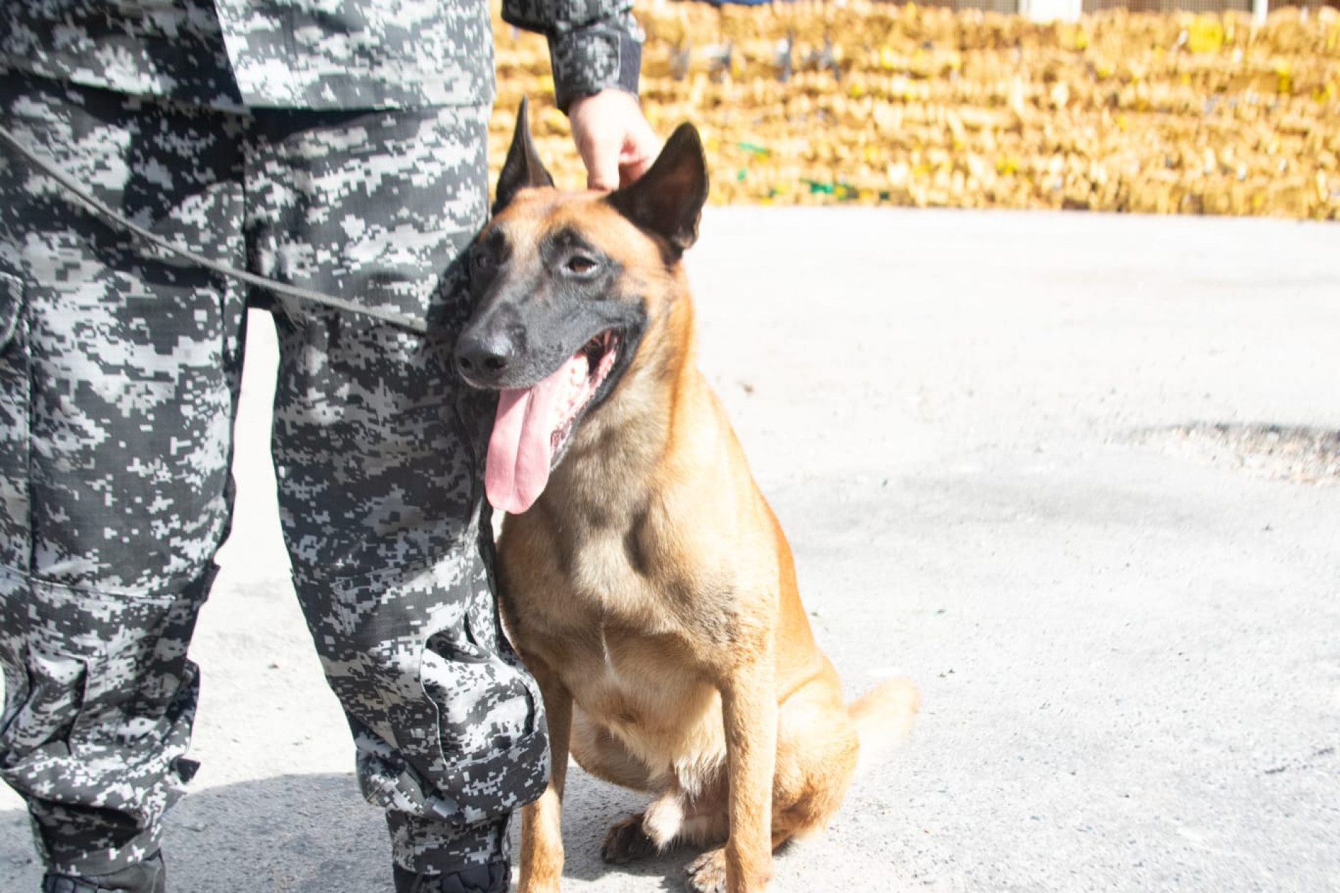 Cão Hulck, do BAC, encontrou as drogas em uma cisterna abandonada na Maré - Érica Martin / Agência O Dia