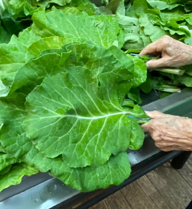 Barra Mansa fortalece segurança alimentar e amplia apoio a entidades assistenciais por meio do PAA