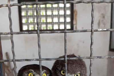 ASAS registra 240 atendimentos em março e reforça papel na proteção da fauna silvestre