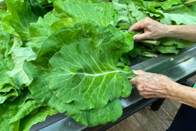 Barra Mansa fortalece segurança alimentar e amplia apoio a entidades assistenciais por meio do PAA