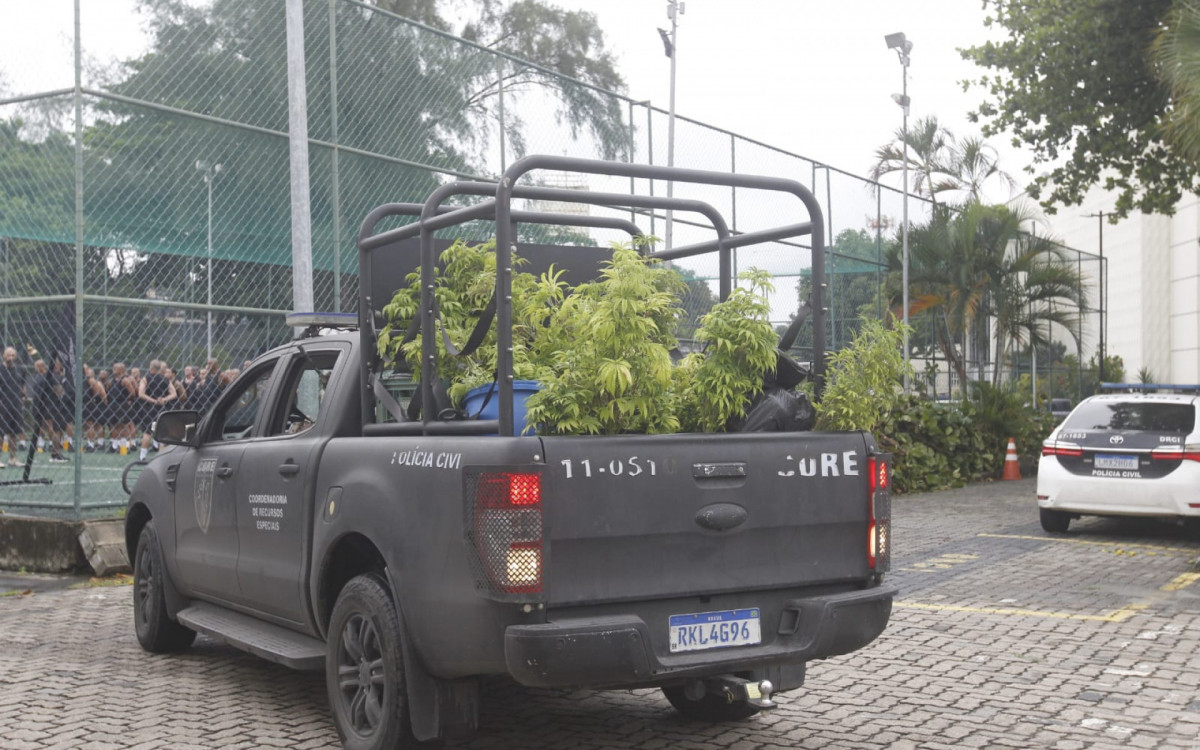 Plantação de maconha apreendida na comunidade do Novo Jardim