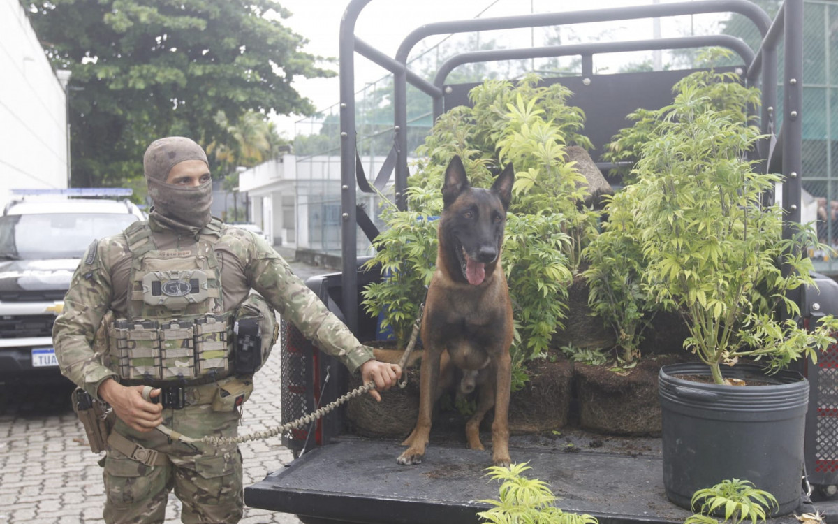 Cão Kriguer auxiliou na apreensão da plantação de maconha no Novo Jardim